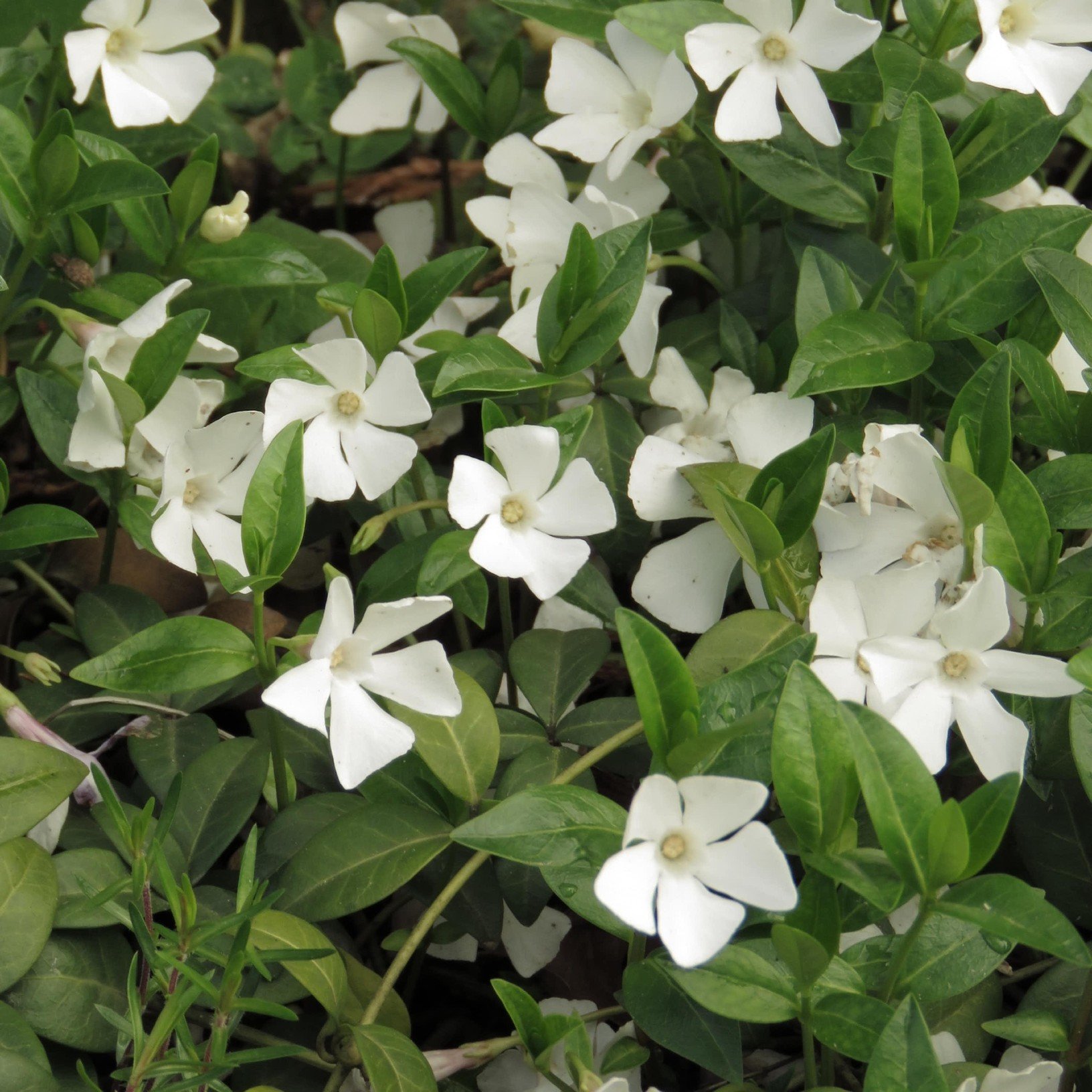 Vintergröna marktäckare - Vintergröna vita blommor