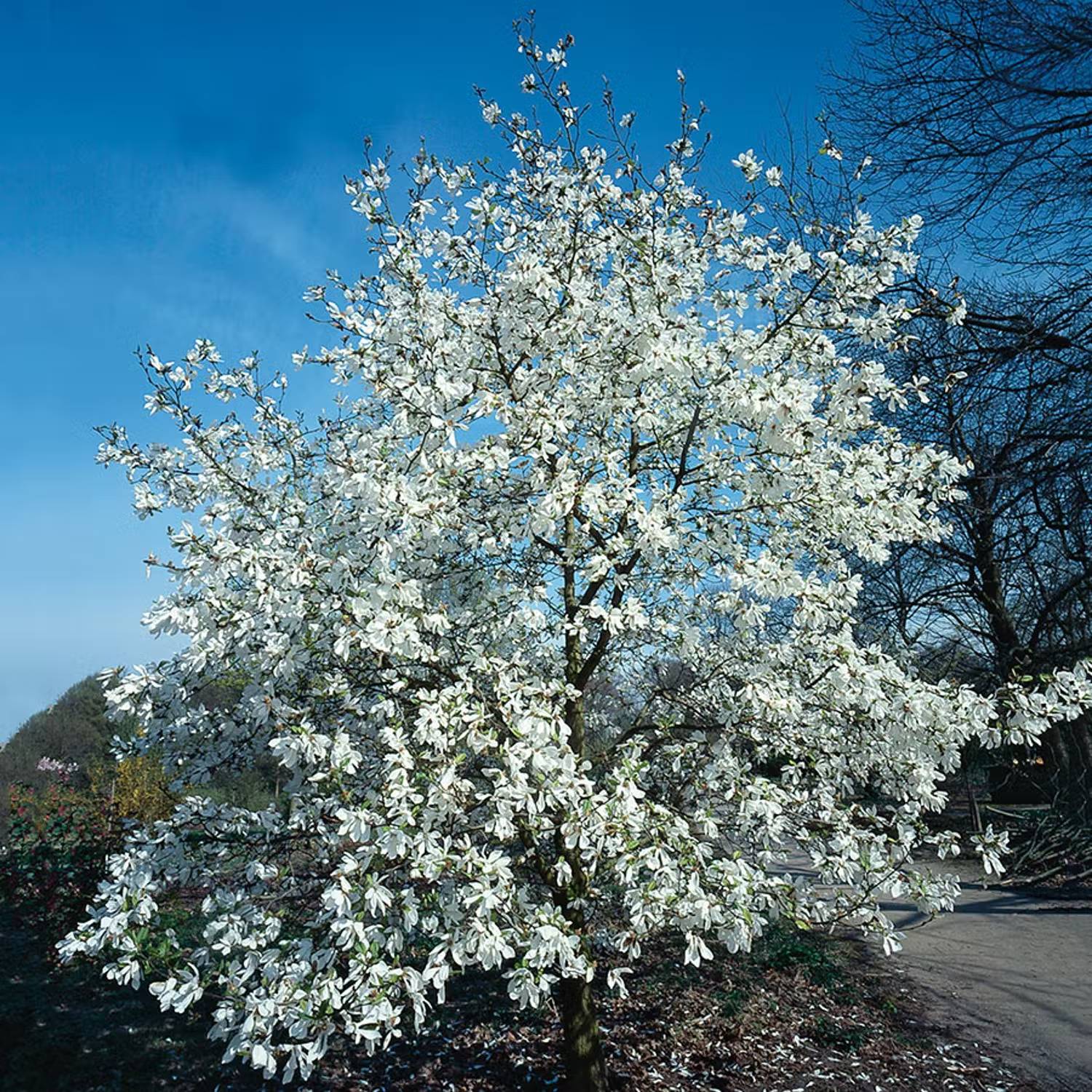 Japanska träd - Japansk magnolia