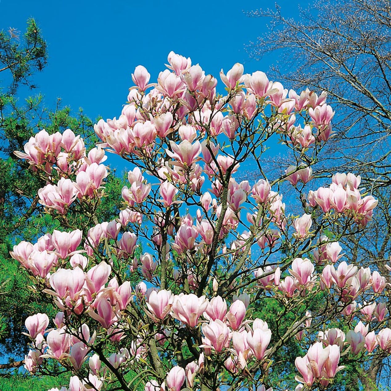 Magnolia blommar på försommaren
