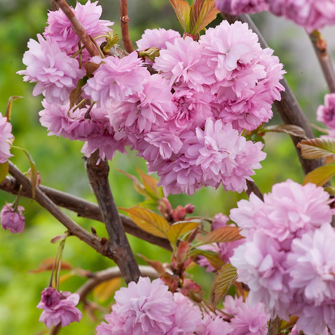 Japanska Trad 4 Prydnadskorsbar Som Blommar Vackert Rosa Pa Varen