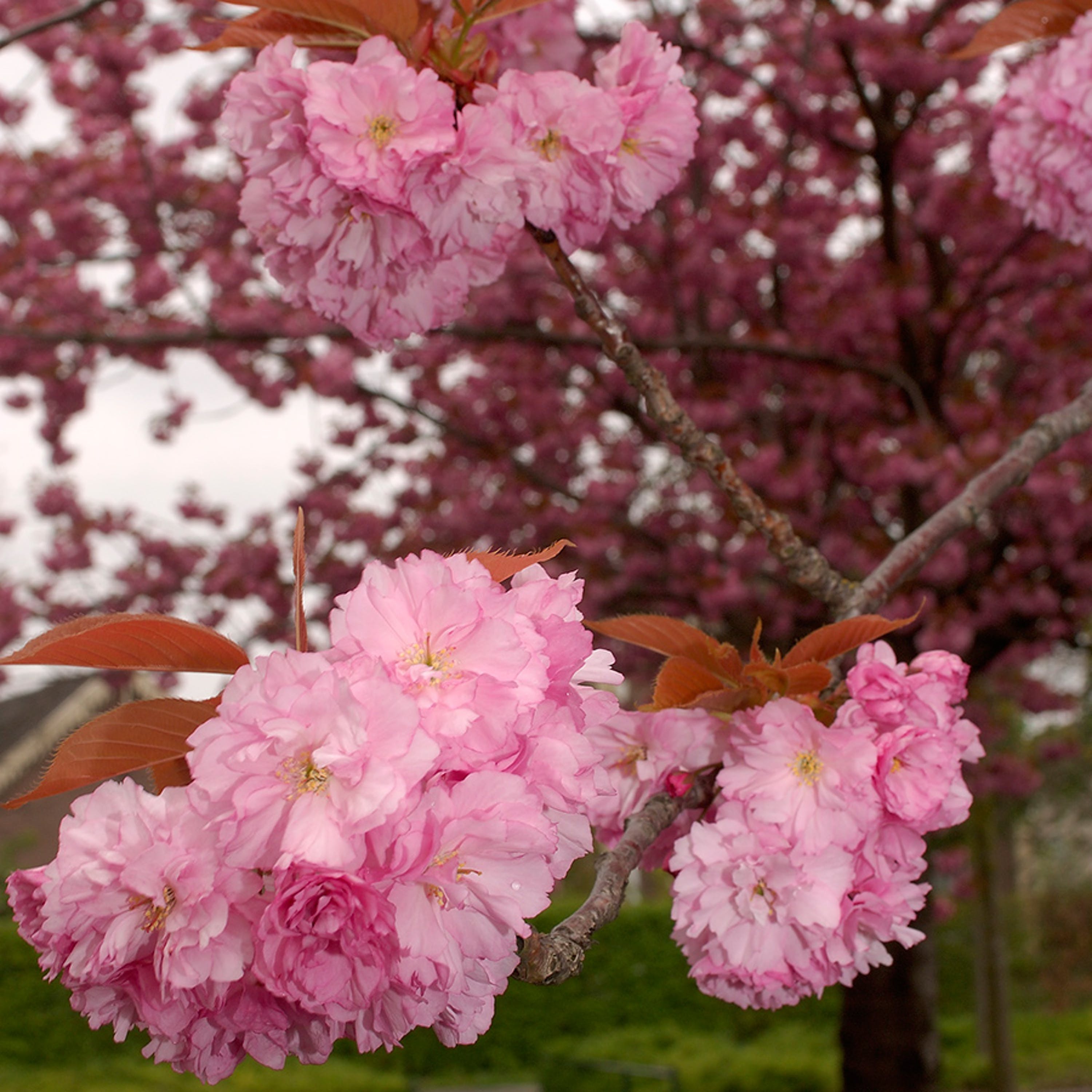 Japanskt Prydnadskörsbär Prunus Kanzan 100-120 cm