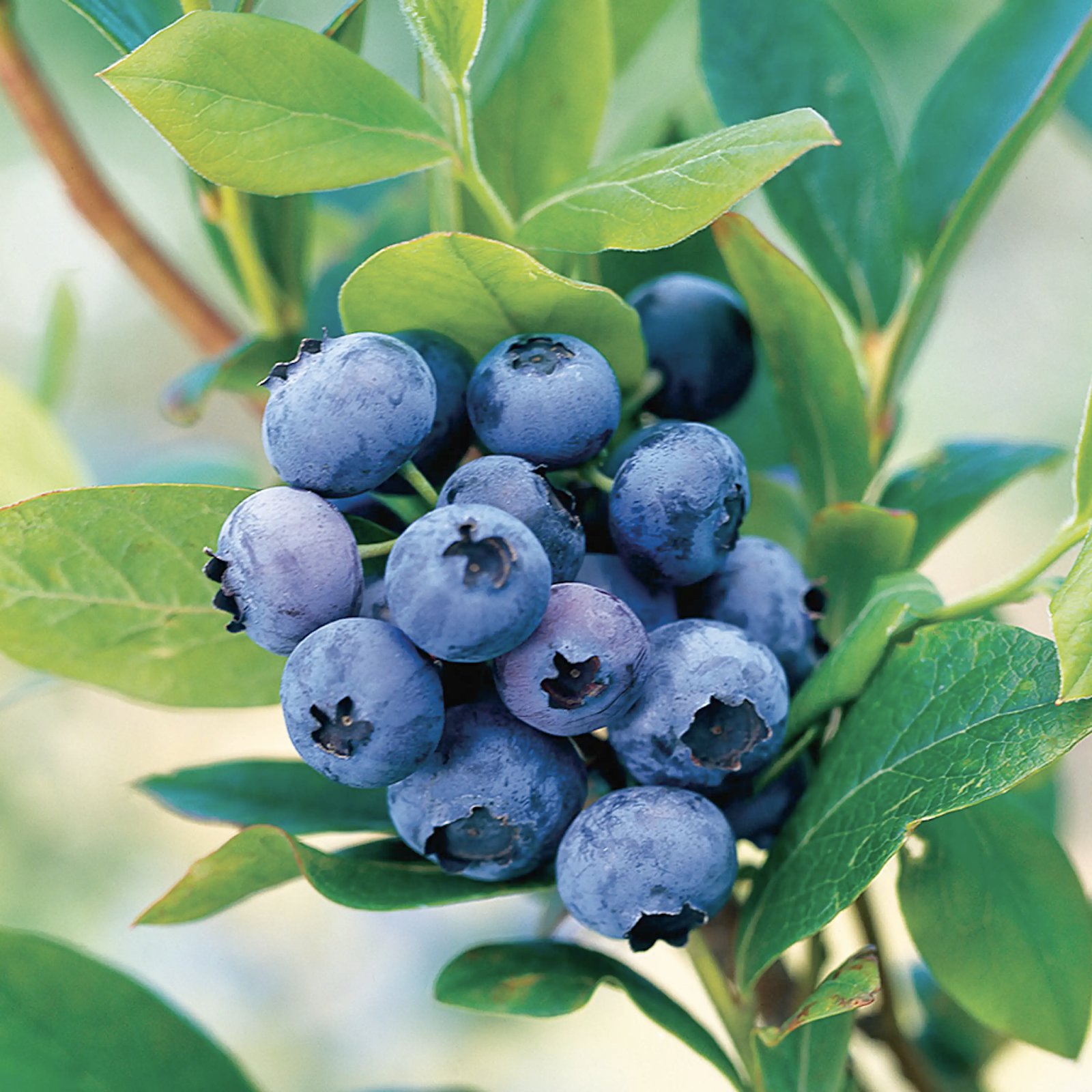 Plantera blåbär