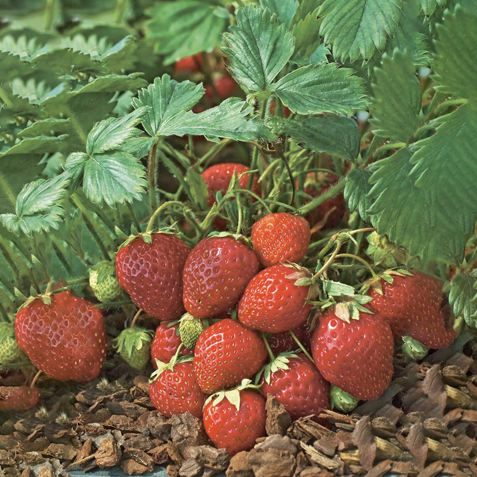 Buskar i trädgården jordgubbar