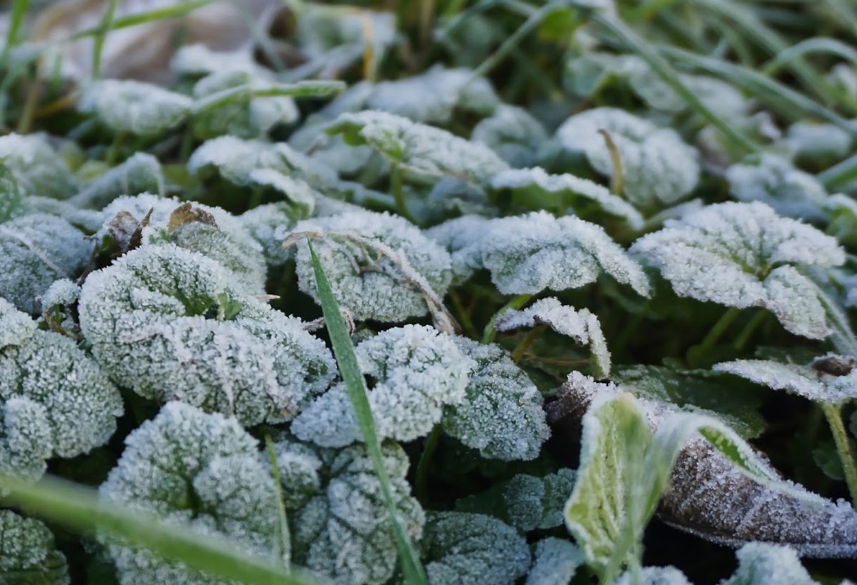 8 perenna prydnadsgräs – tåligt, högt eller vintergrönt - Bygghemma.se