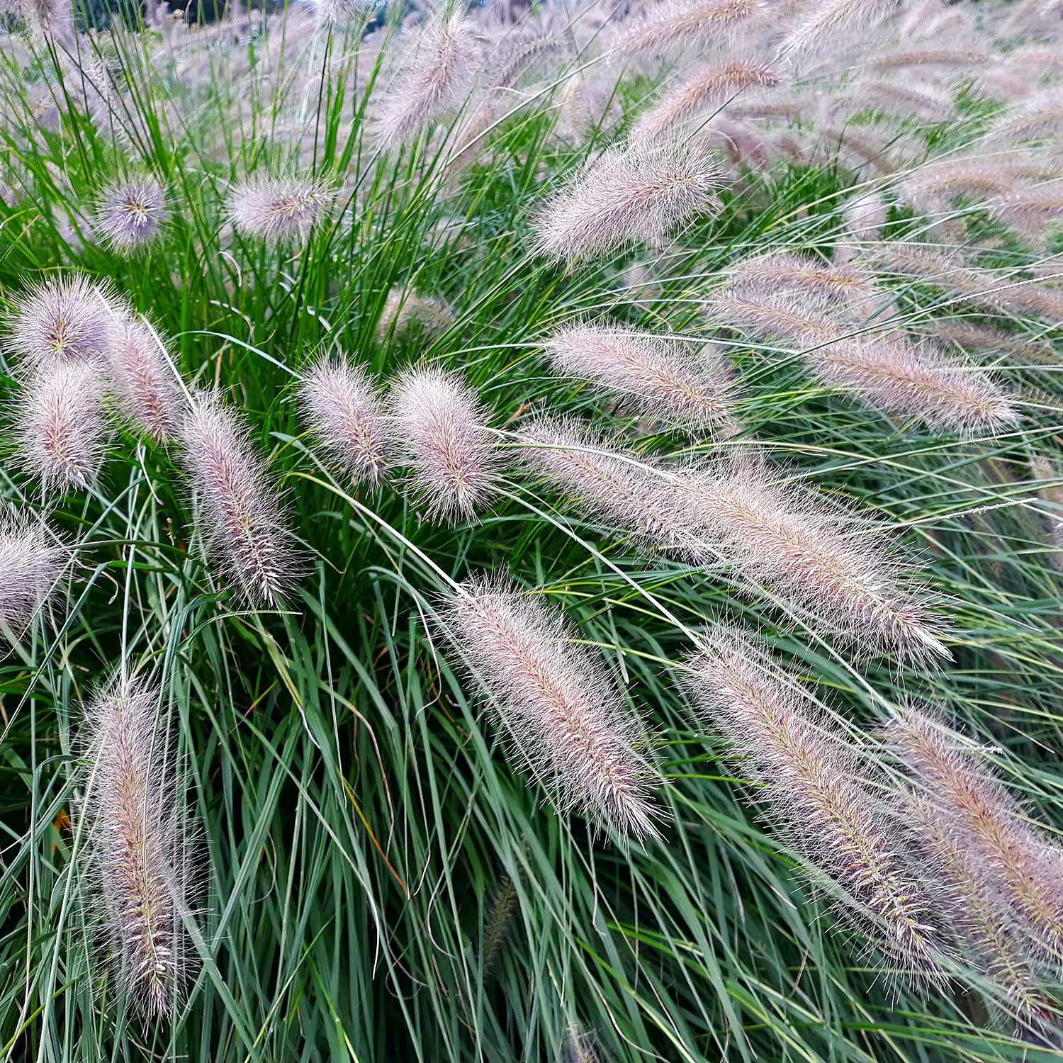 Prydnadsgräs i kruka - Lampborstgräs Hameln