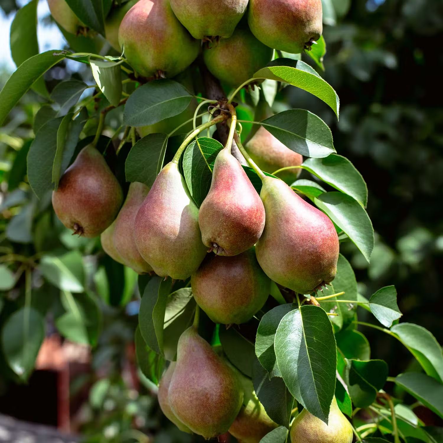 Plantera päronträd – 8 steg för att odla svenska päron - Bygghemma.se