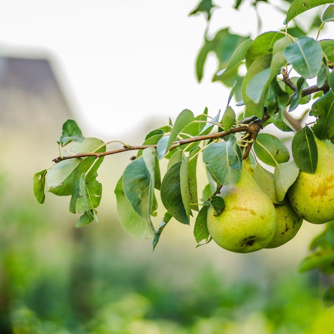 Plantera päronträd – 8 steg för att odla svenska päron - Bygghemma.se