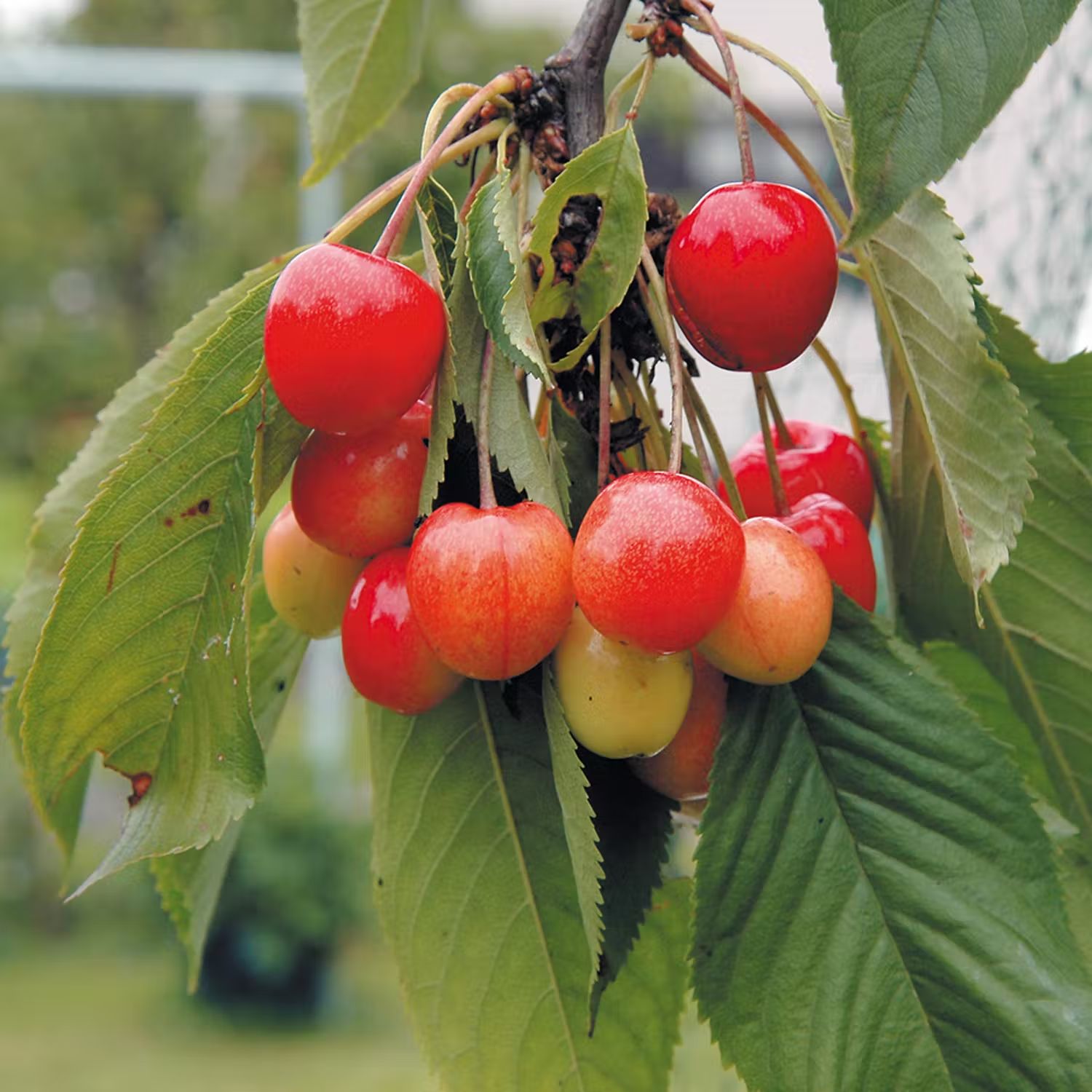 Plantera körsbärsträd - Allmän gulröd bigarrå
