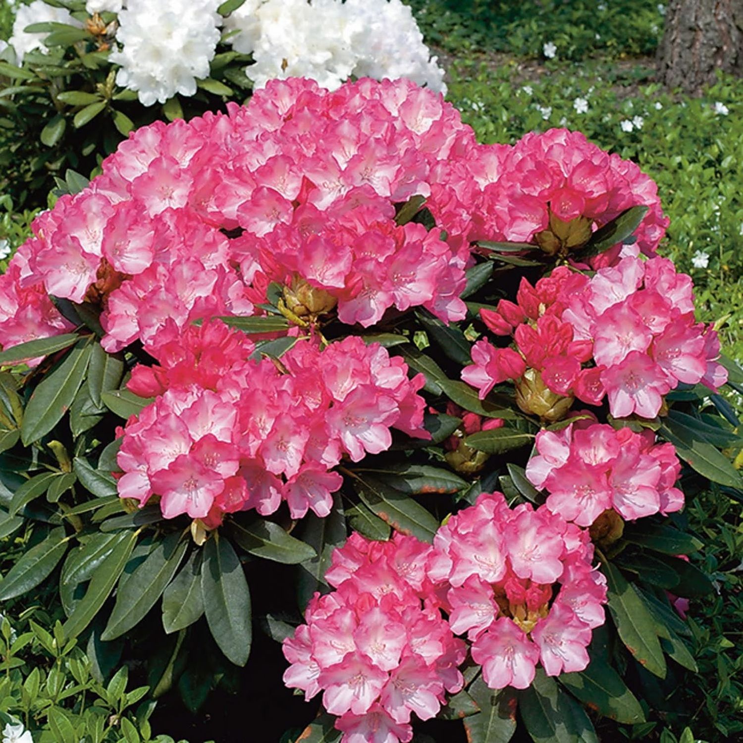 Buske med rosa blommor - Rhododendron Fantastica