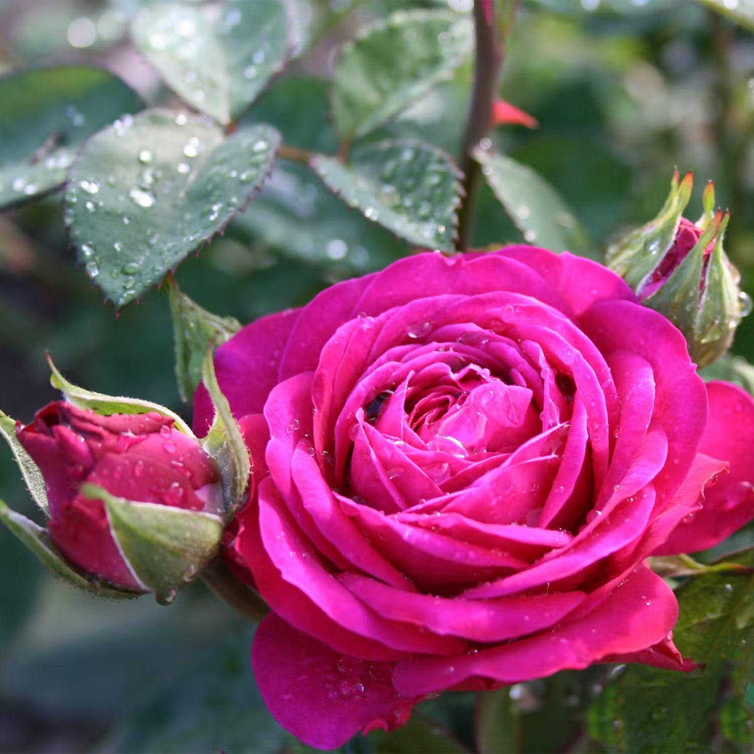 Plantera ros i kruka - Rosa Rabattros Heidi Klum
