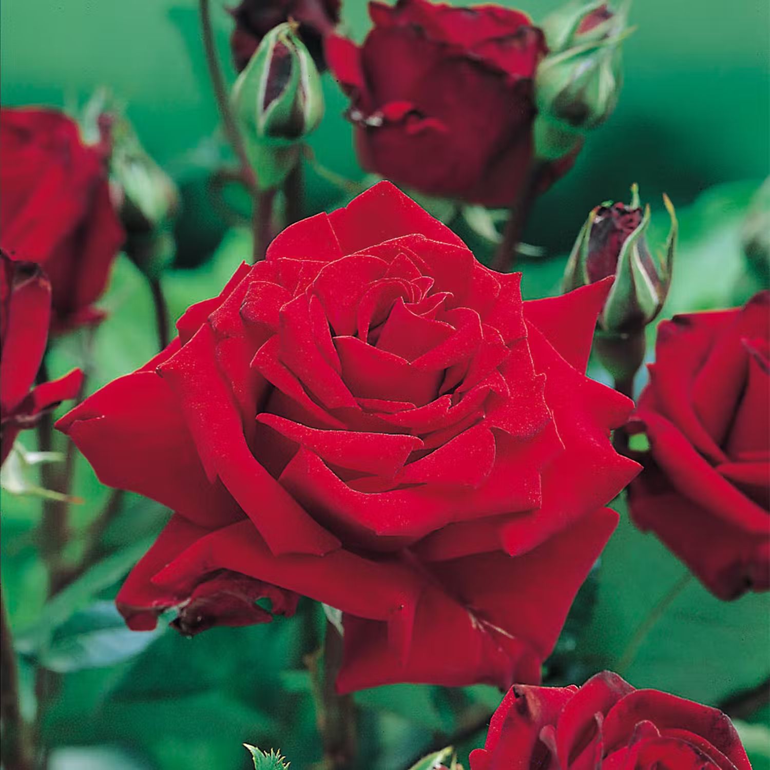 Plantera ros i kruka - Ros Ingrid Bergman
