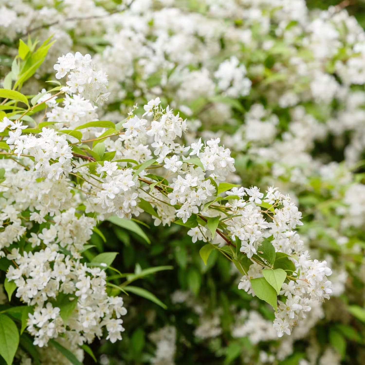 Buske med vita blommor - Bruddeutzia