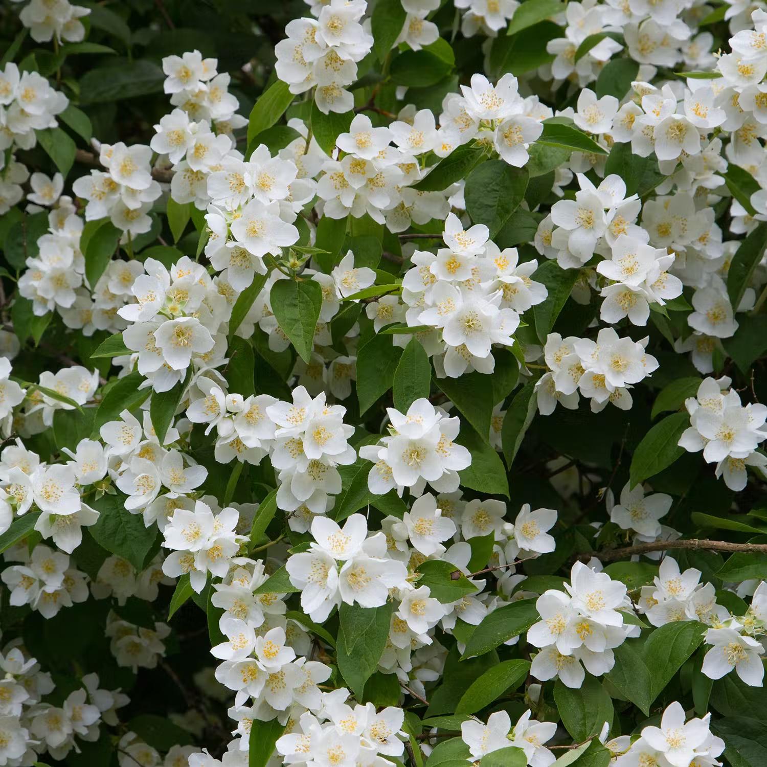 Buske med vita blommor - Doftschersmin