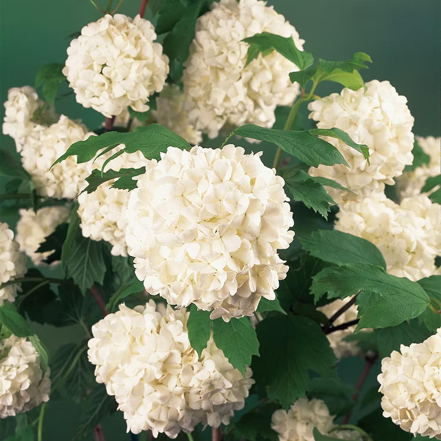 Buske med vita blommor - Snöbollsbuske