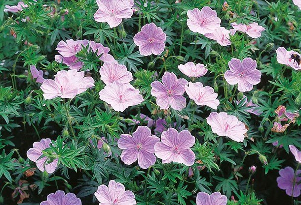 Rosa perenner i 8 lekfulla nyanser - Bygghemma.se