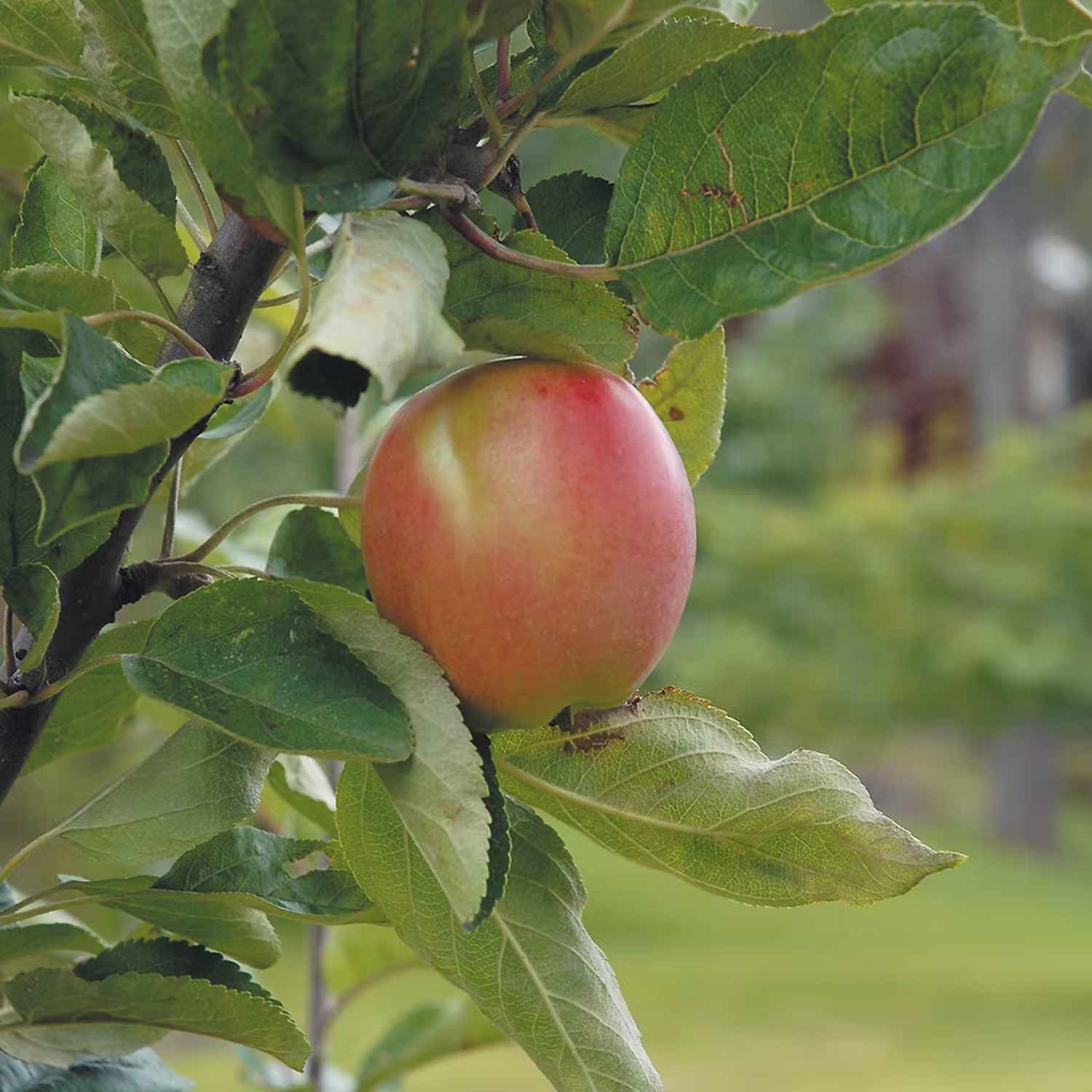 Bästa äppelträdet - Åkerö