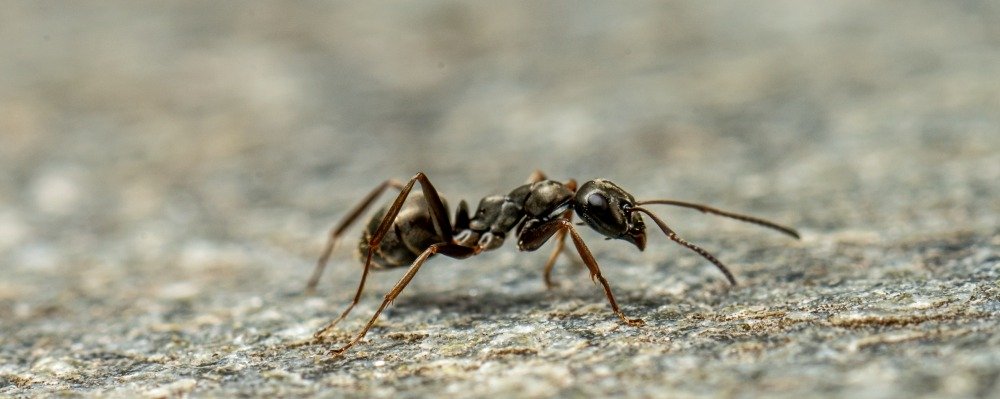 Myror inomhus - Svartmyra