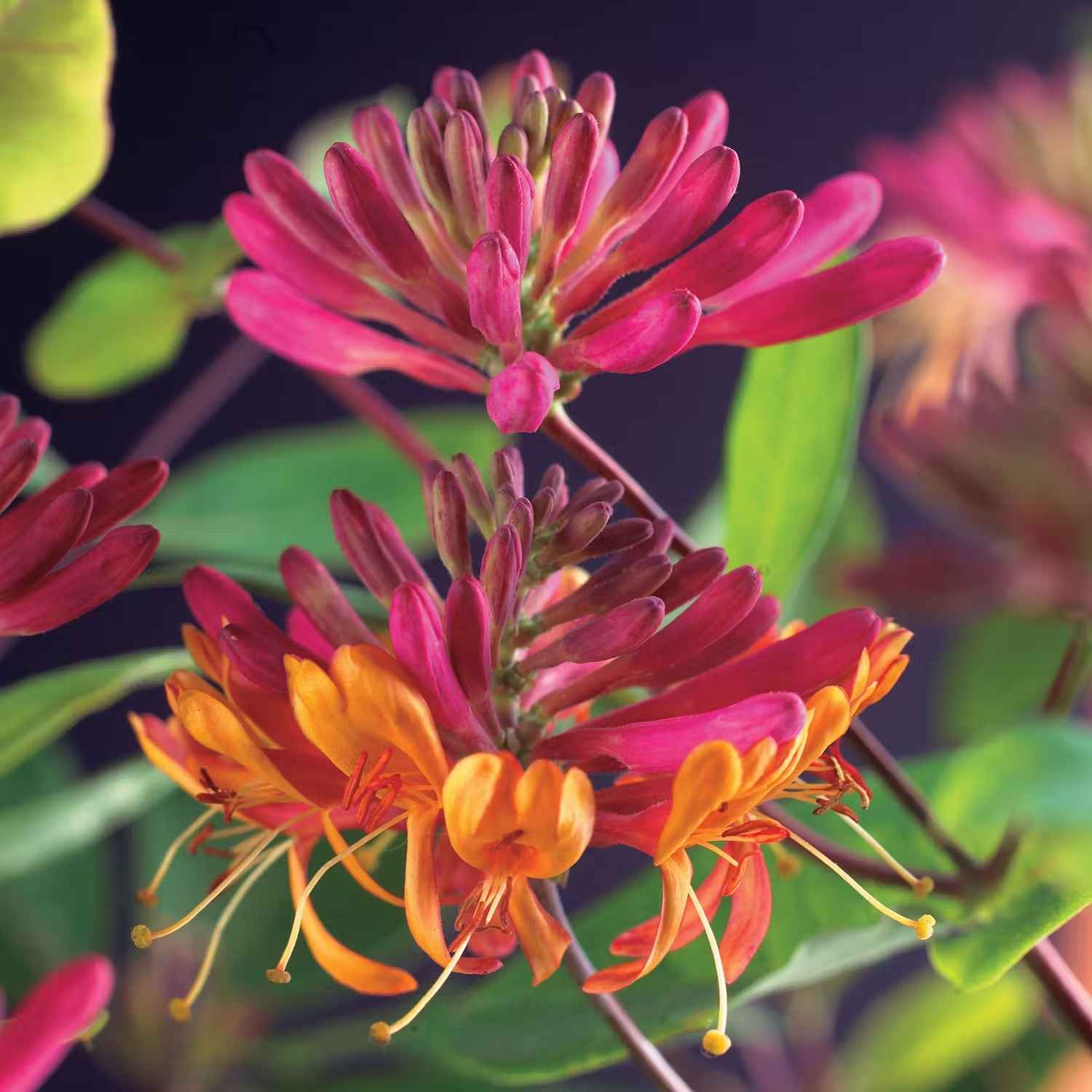 Snabbväxande klätterväxter - Blomsterkaprifol