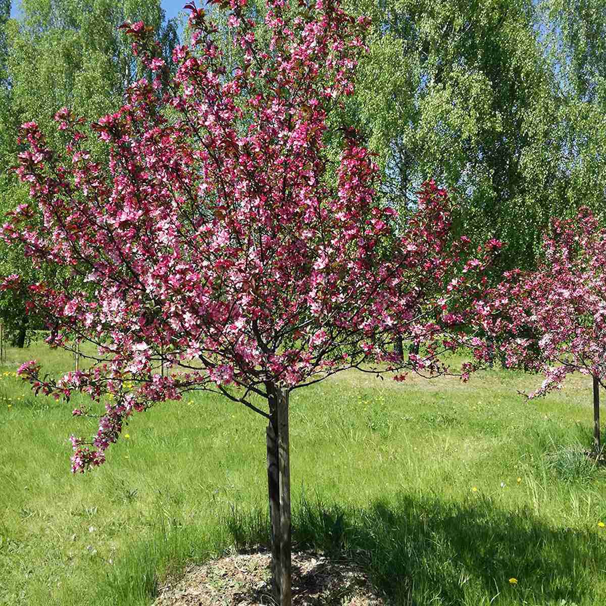 Blommande träd- Prydnadsapel
