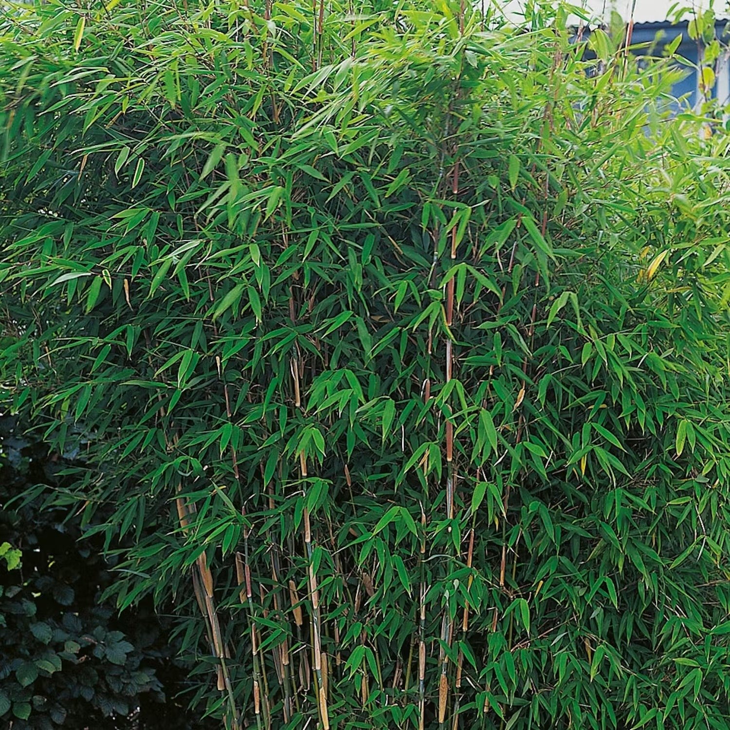 Bambu som insynsskydd