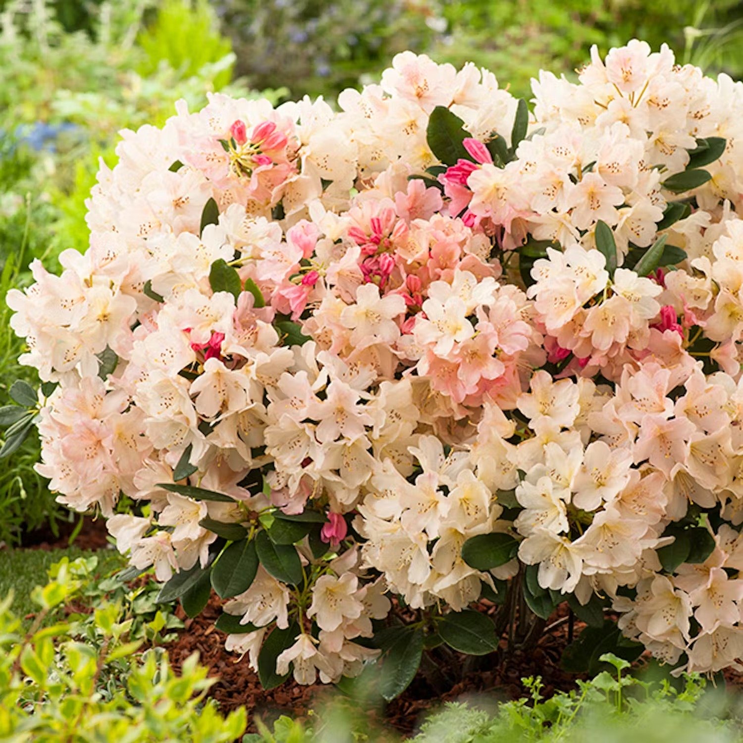 Plantera rhododendron i rabatt