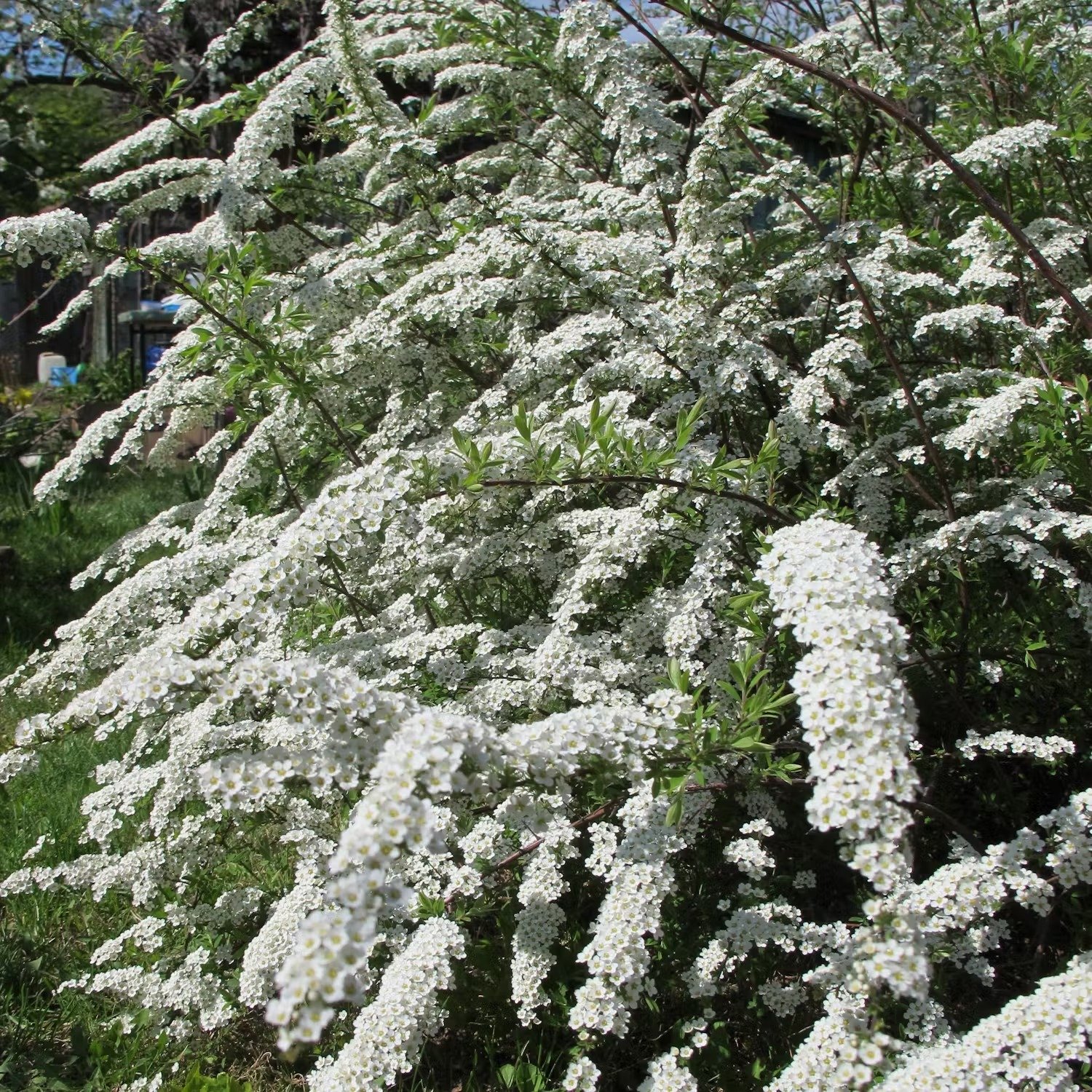 spirea