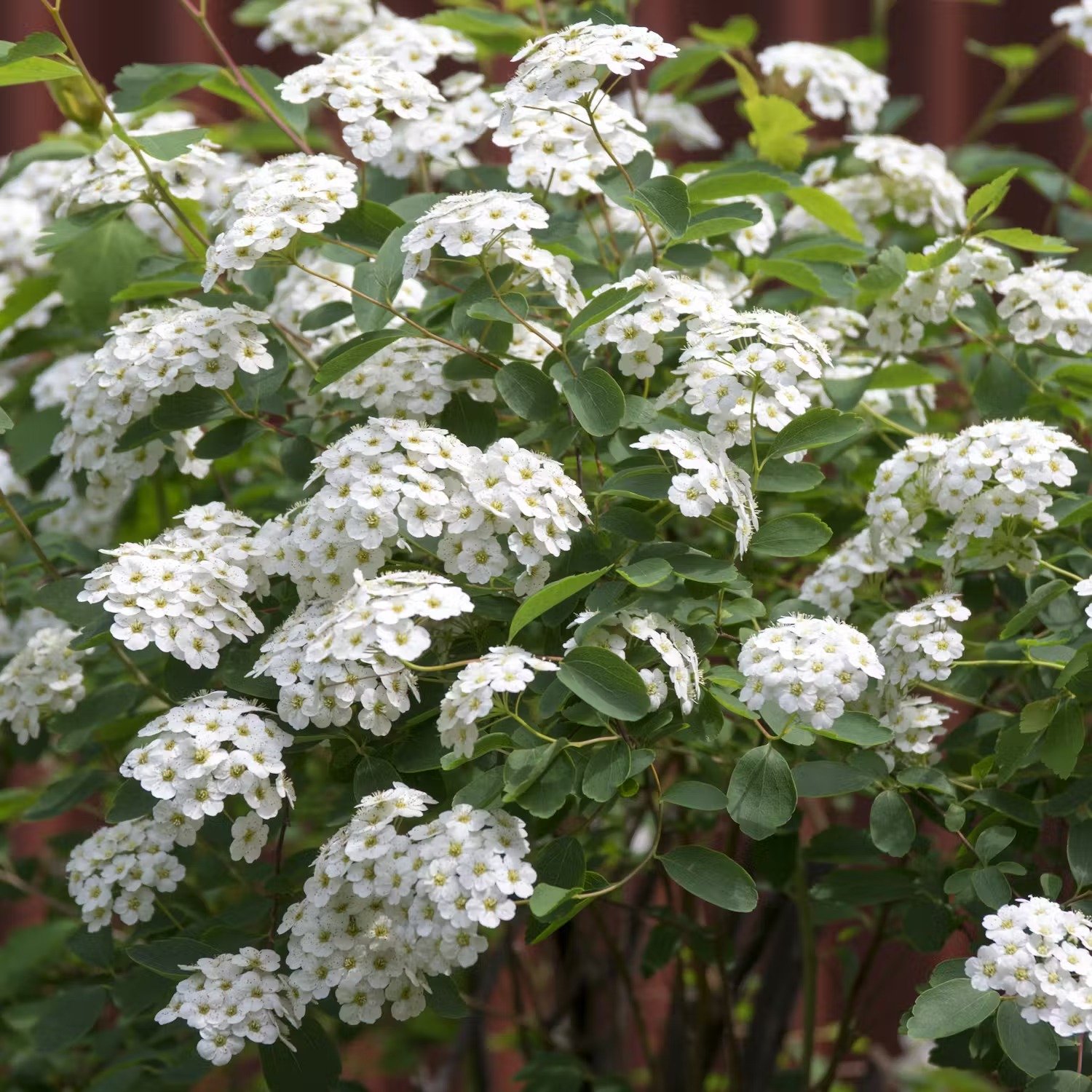 Bukettspirea