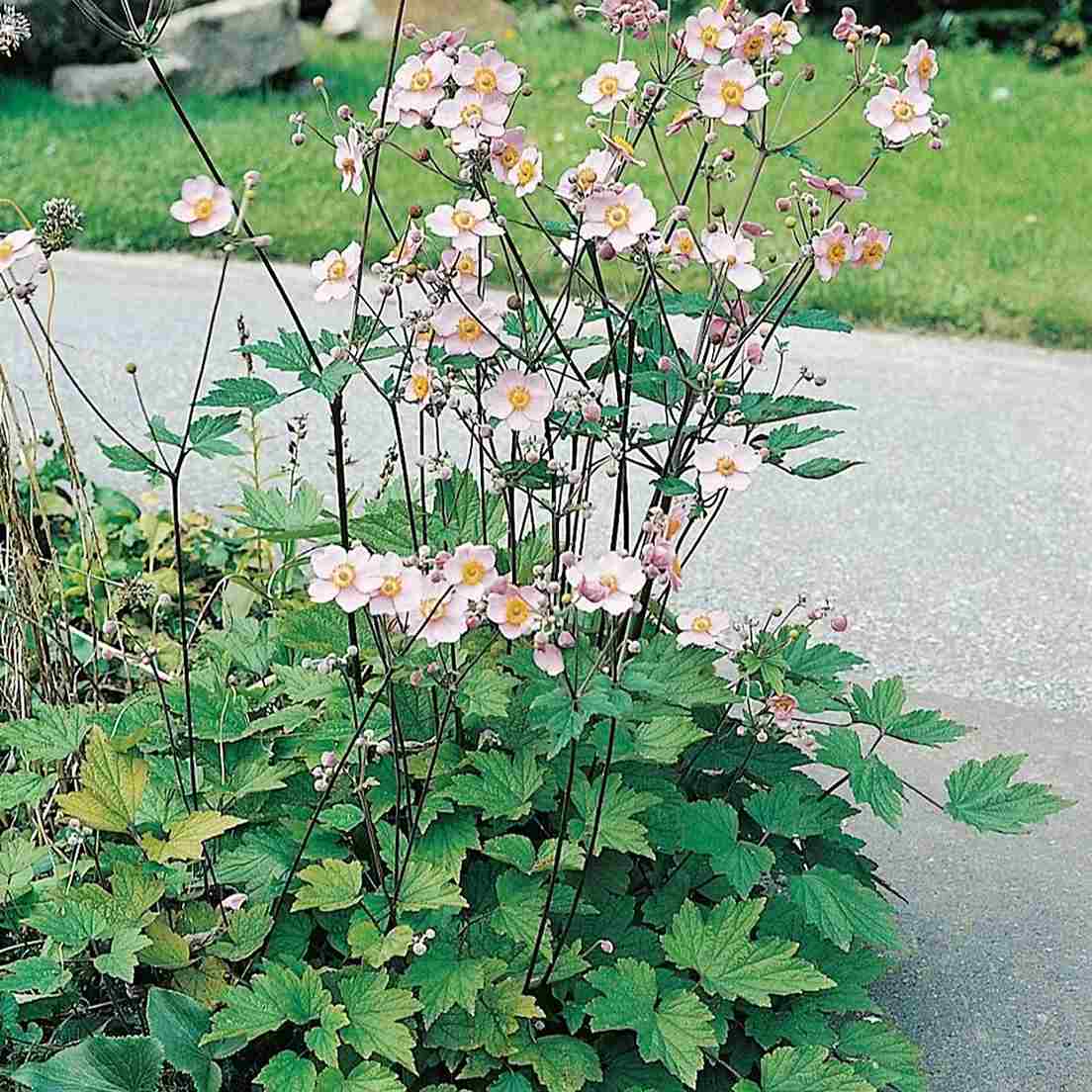 Vanliga perenner - rabattblomma-omnia-garden-hostanemon-konigin-charlott
