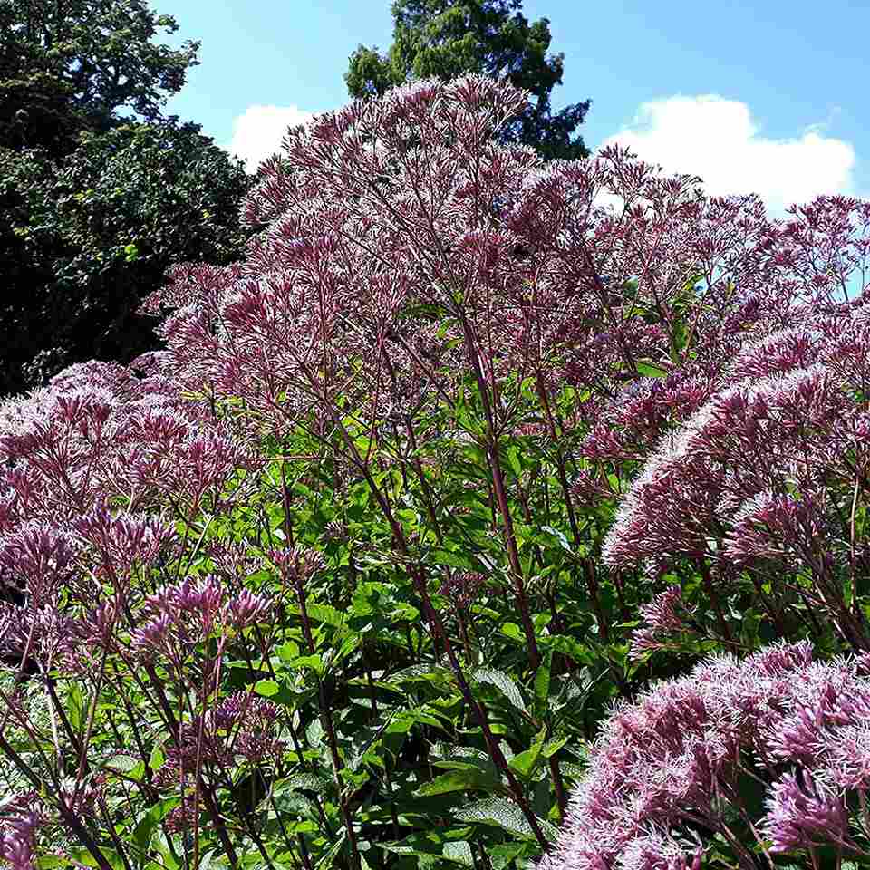 Vanliga perenner - perenn-omnia-garden-flackflockel-purple-bush-rosenflockel
