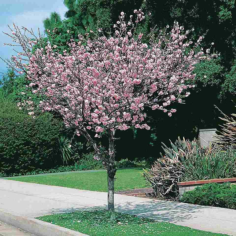 Vanliga träd till trädgård - Prydnadsträd Rosenmandel Omnia Garden 100-120 cm
