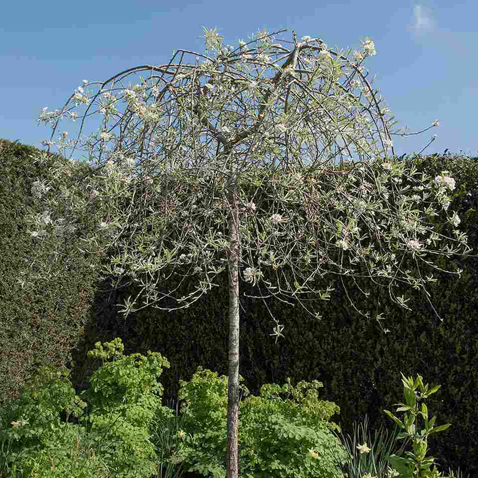 Vanliga träd till trädgård - https://www.bygghemma.se/tradgard-och-utemiljo/odling-och-tradgardsskotsel/vaxter-och-plantor/prydnadstrad/prydnadstrad-silverparon-omnia-garden-60-cm/p-1328750