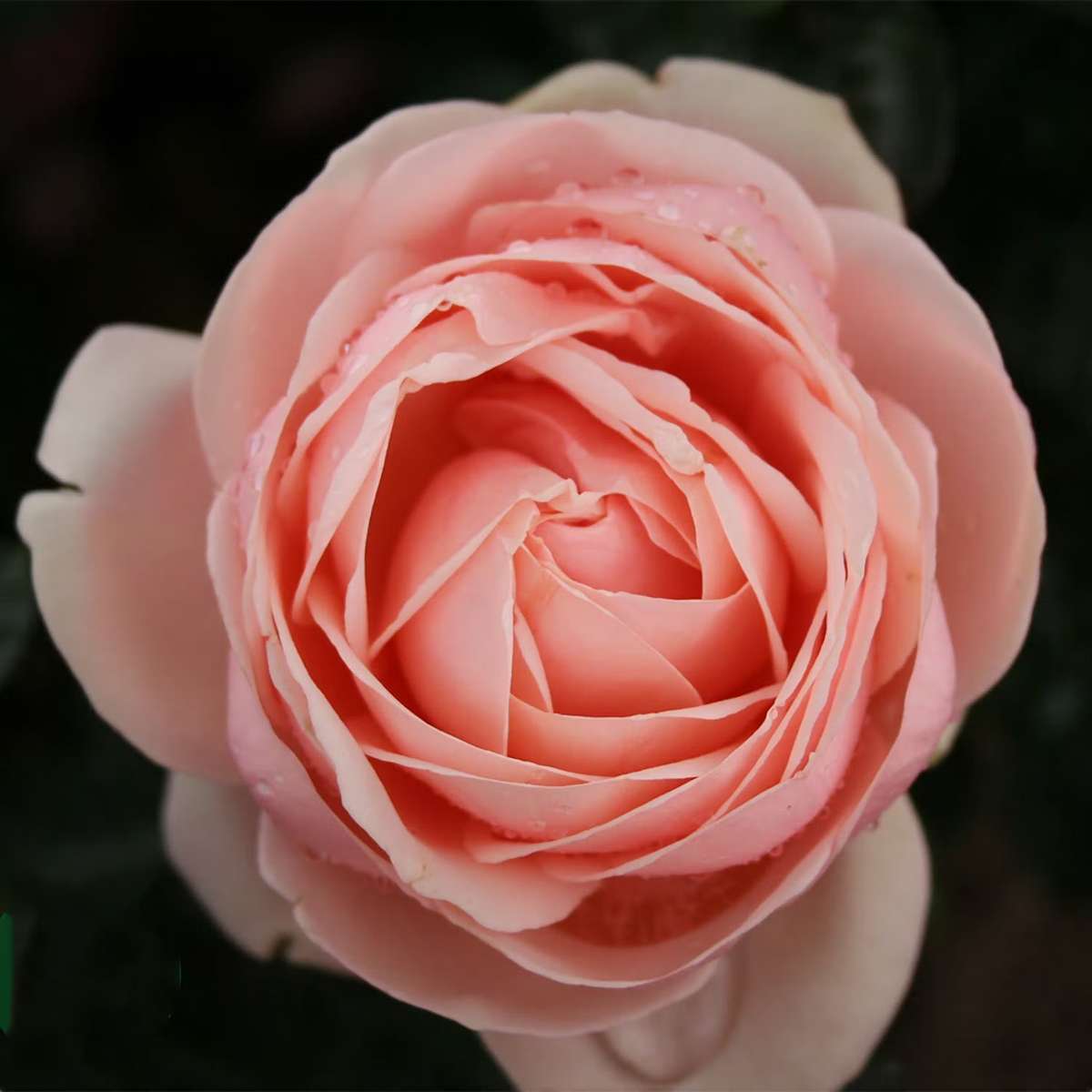 Trädgårdsrosor - storblommig-ros-omnia-garden-aphrodite