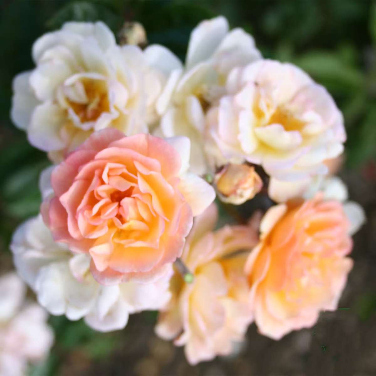 Trädgårsrosor - storblommig-buskros-omnia-garden-ghislaine-de-feligonde