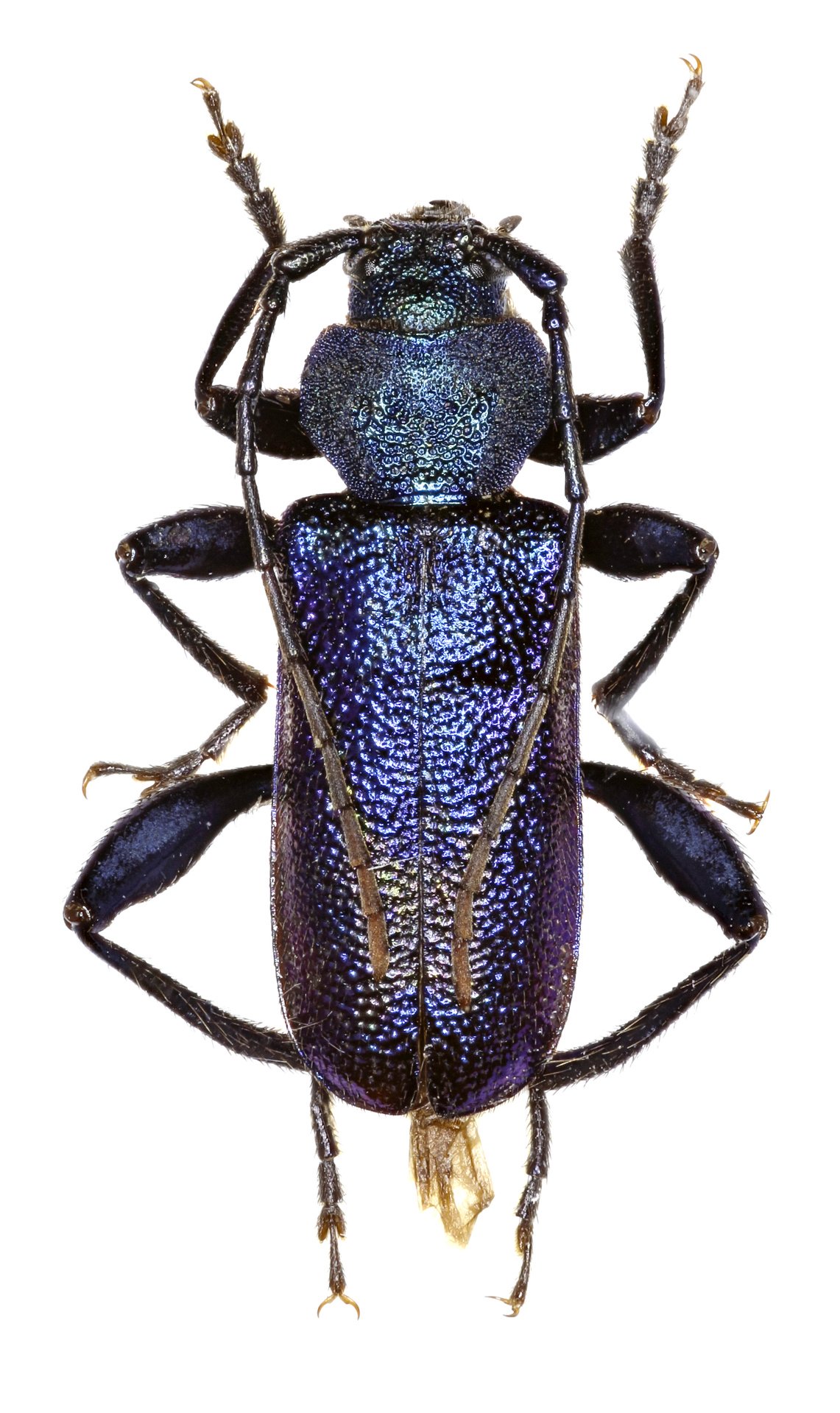 Blåhjon
