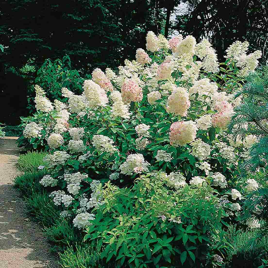 Buske med vita blommor - Syrenhortensia