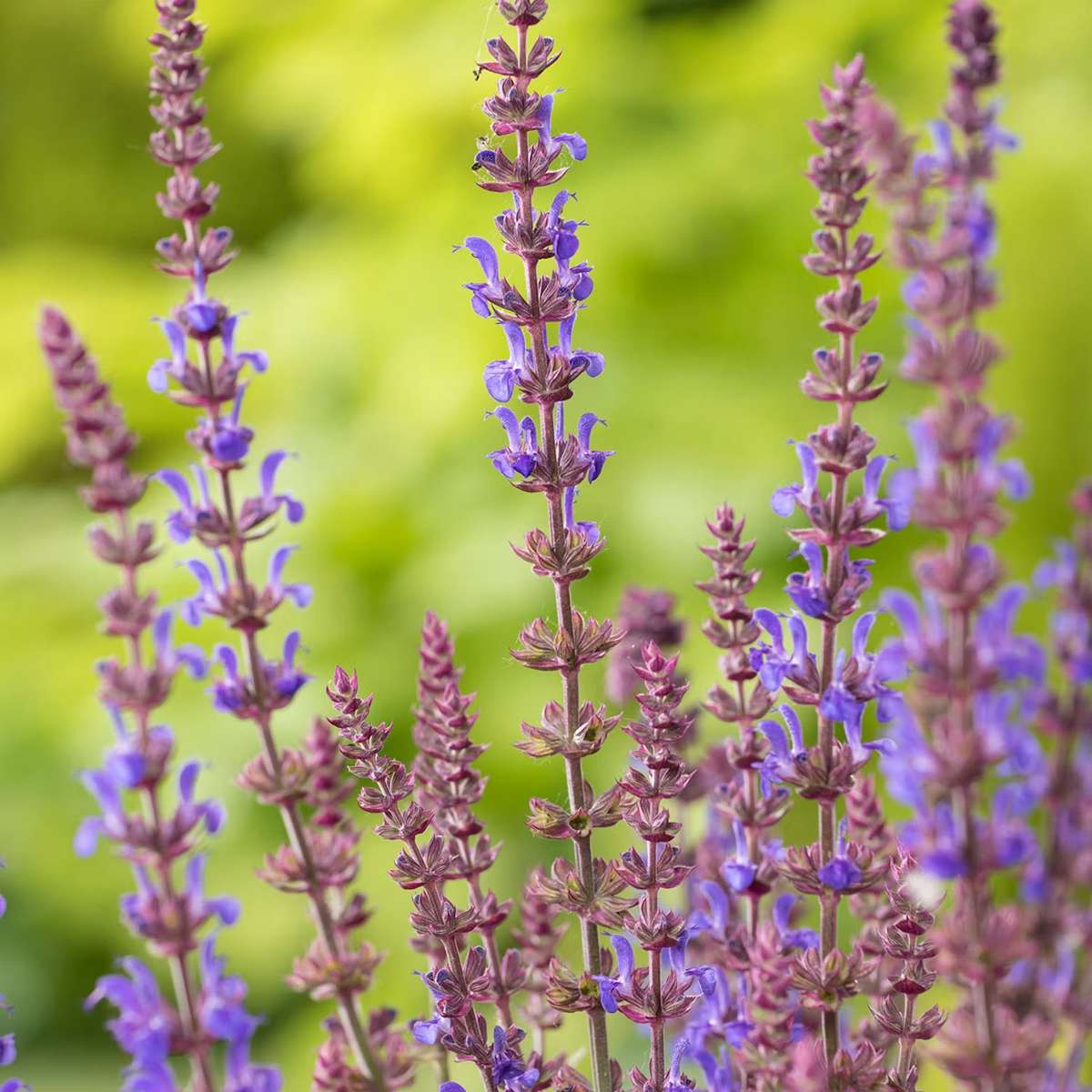 Perenna växter - perenn-omnia-garden-stappsalvia-blaukonigin