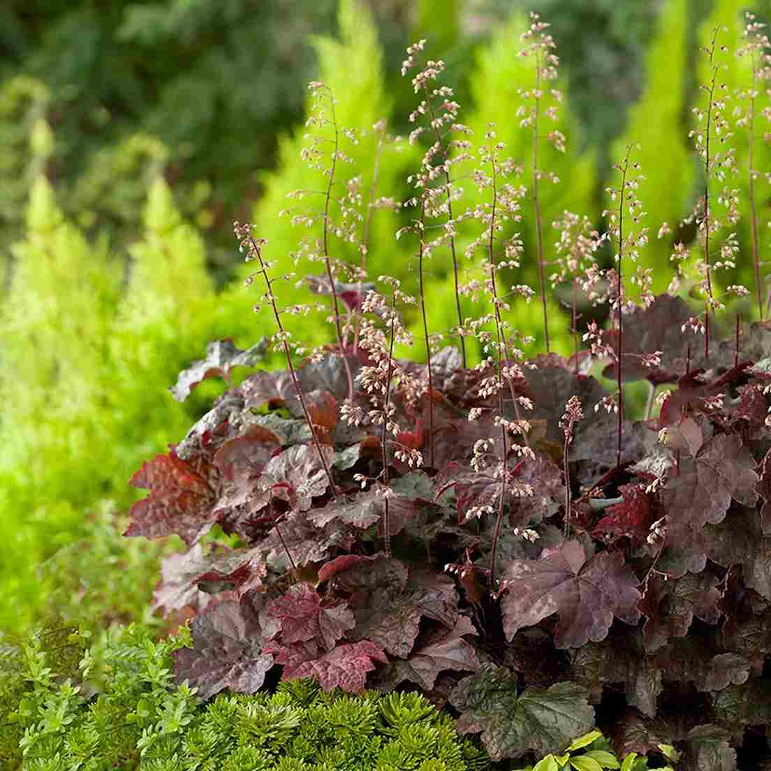 Perenna växter - https://www.bygghemma.se/tradgard-och-utemiljo/odling-och-tradgardsskotsel/vaxter-och-plantor/perenner/perenn-omnia-garden-lonnalunrot-palace-purple/p-1084337