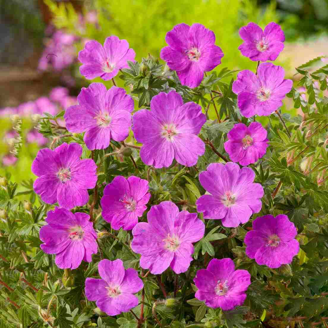 Perenna växter - https://www.bygghemma.se/tradgard-och-utemiljo/odling-och-tradgardsskotsel/vaxter-och-plantor/perenner/rabattblomma-omnia-garden-blodnava-max-frei/p-1084336