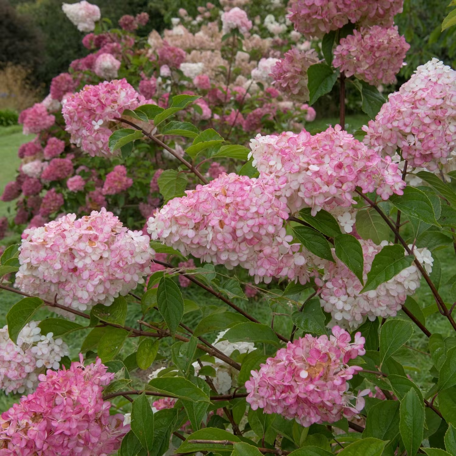 hortensia-sorter