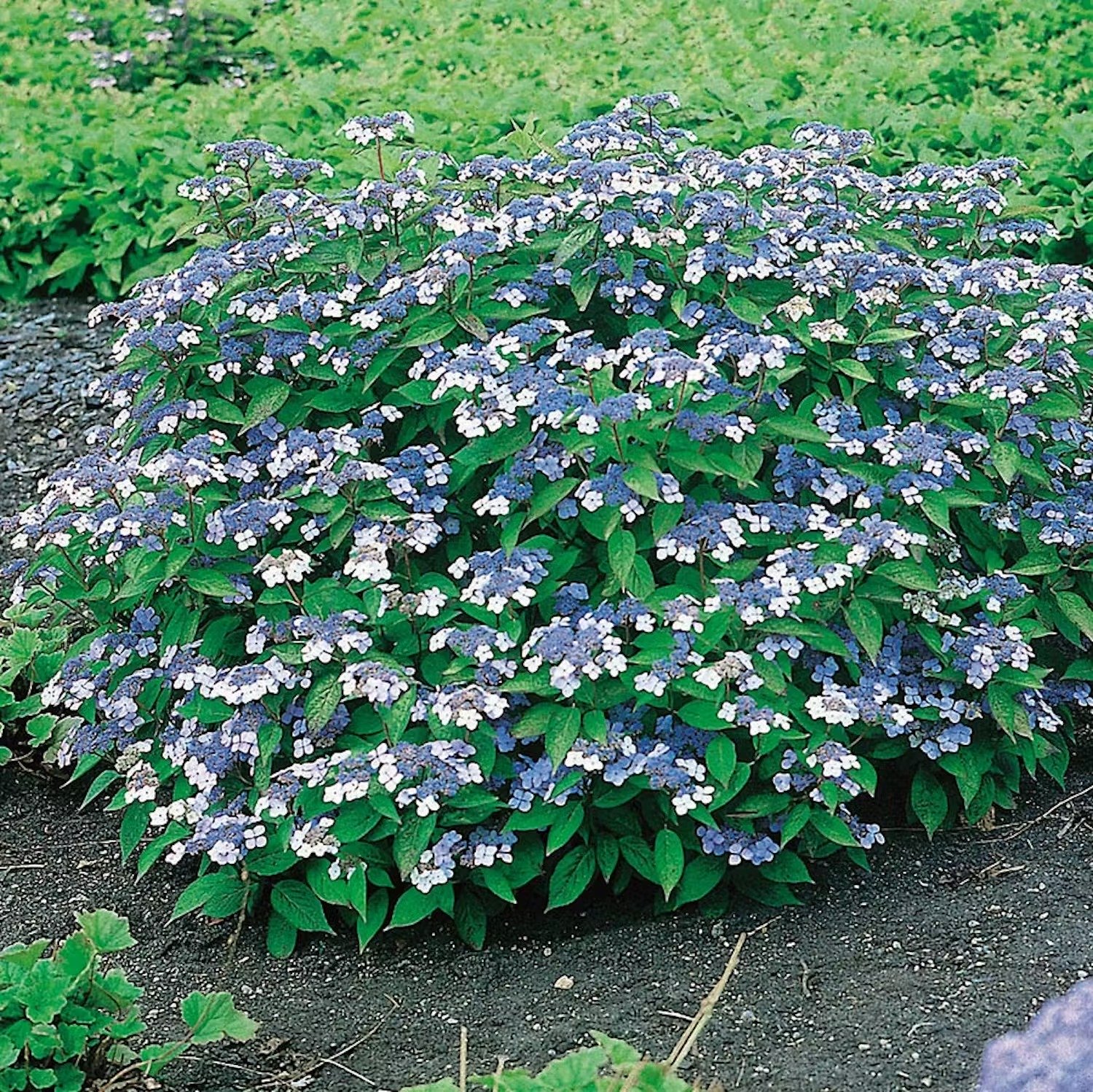 hortensia-sorter
