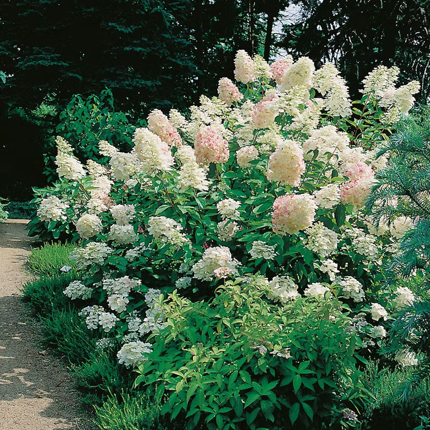 hortensia-sorter