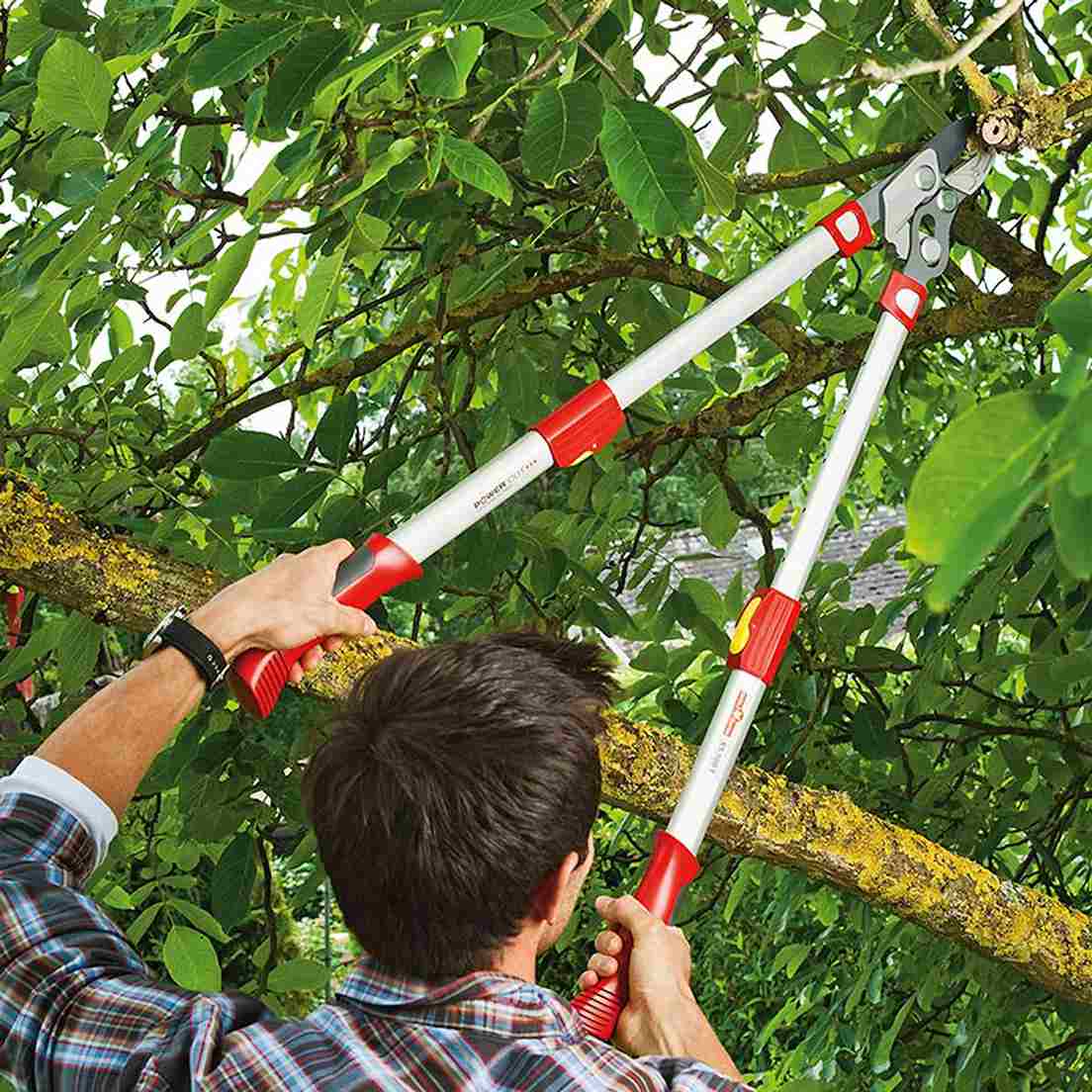 Beskära vinbär - Grensax WOLF-Garten RS 900 T Power Cut